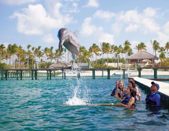 Explorador de delfines divertido