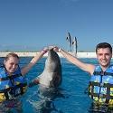 Encuentro de descubrimiento de delfines